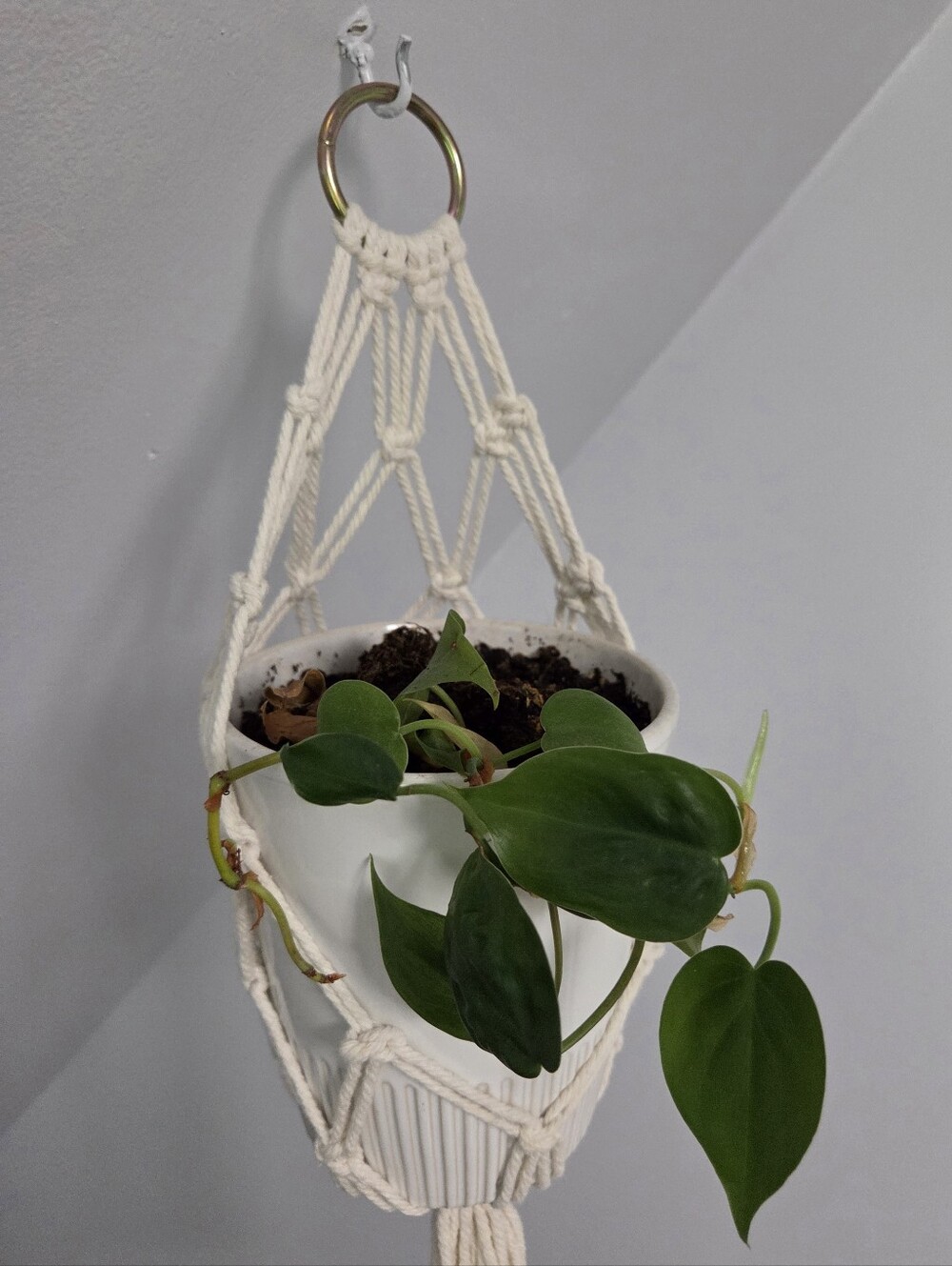 Macrame Plant Holders - Picture 3 of 5